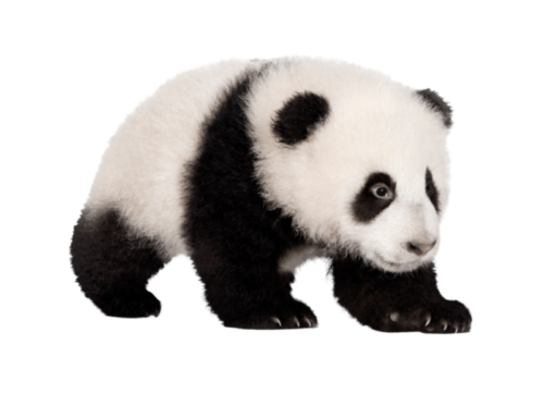 Panda: Beloved and Endangered Icon